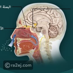 نشعر بالهواء عن طريق حاسة